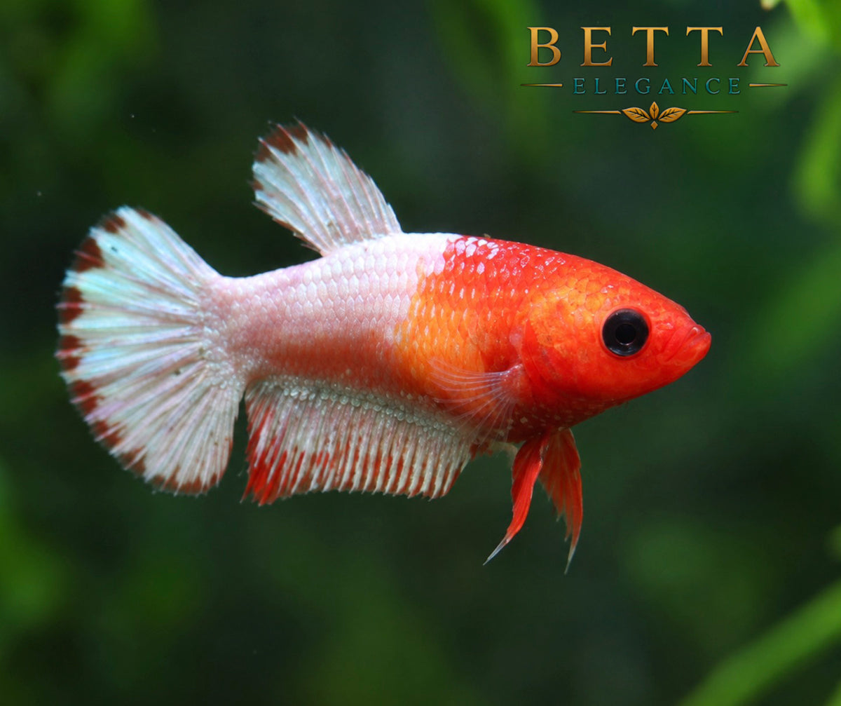 LIVE FEMALE BETTA / ORANGE FANCY COPPER STAR TAIL HMPK #FM1121