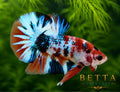 LIVE MALE BETTA / NEMO GALAXY METALLIC HMPK #ML1205