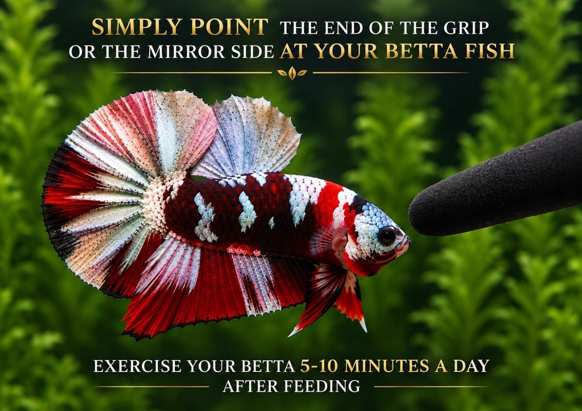 BETTA TRAINING MIRROR STICK