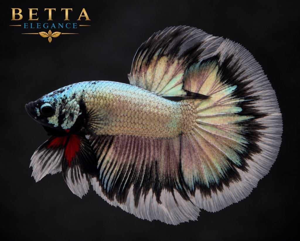 LIVE MALE BETTA / BLACK COPPER HALFMOON #ML1231