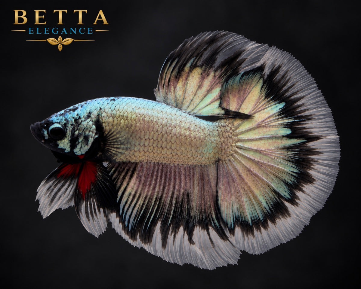 LIVE MALE BETTA / BLACK COPPER HALFMOON #ML1231