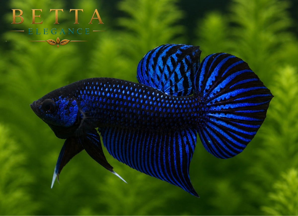 LIVE MALE BETTA / BLUE MAHACHAI WILD #ML1012