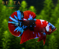 LIVE MALE BETTA / RED GALAXY KOI HMPK #ML0991