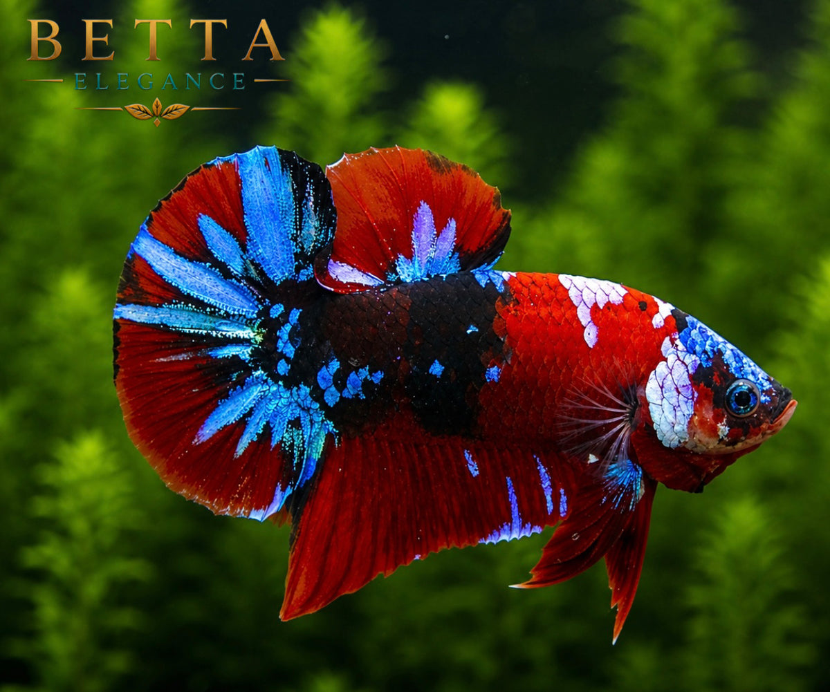 LIVE MALE BETTA / RED GALAXY KOI HMPK #ML0991