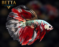 LIVE MALE BETTA / RED GALAXY HALFMOON #ML1251