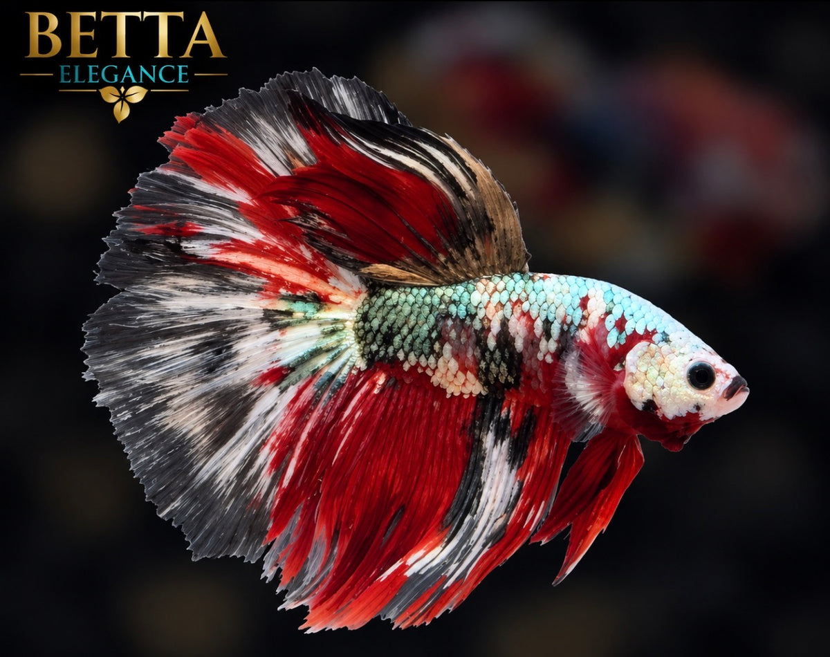 LIVE MALE BETTA / RED GALAXY HALFMOON #ML1251