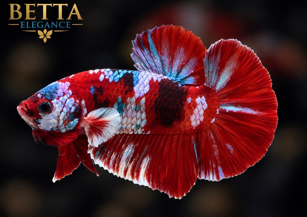 LIVE MALE BETTA / RED GALAXY HMPK #ML1250