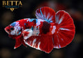 LIVE MALE BETTA / RED GALAXY HMPK #ML1250