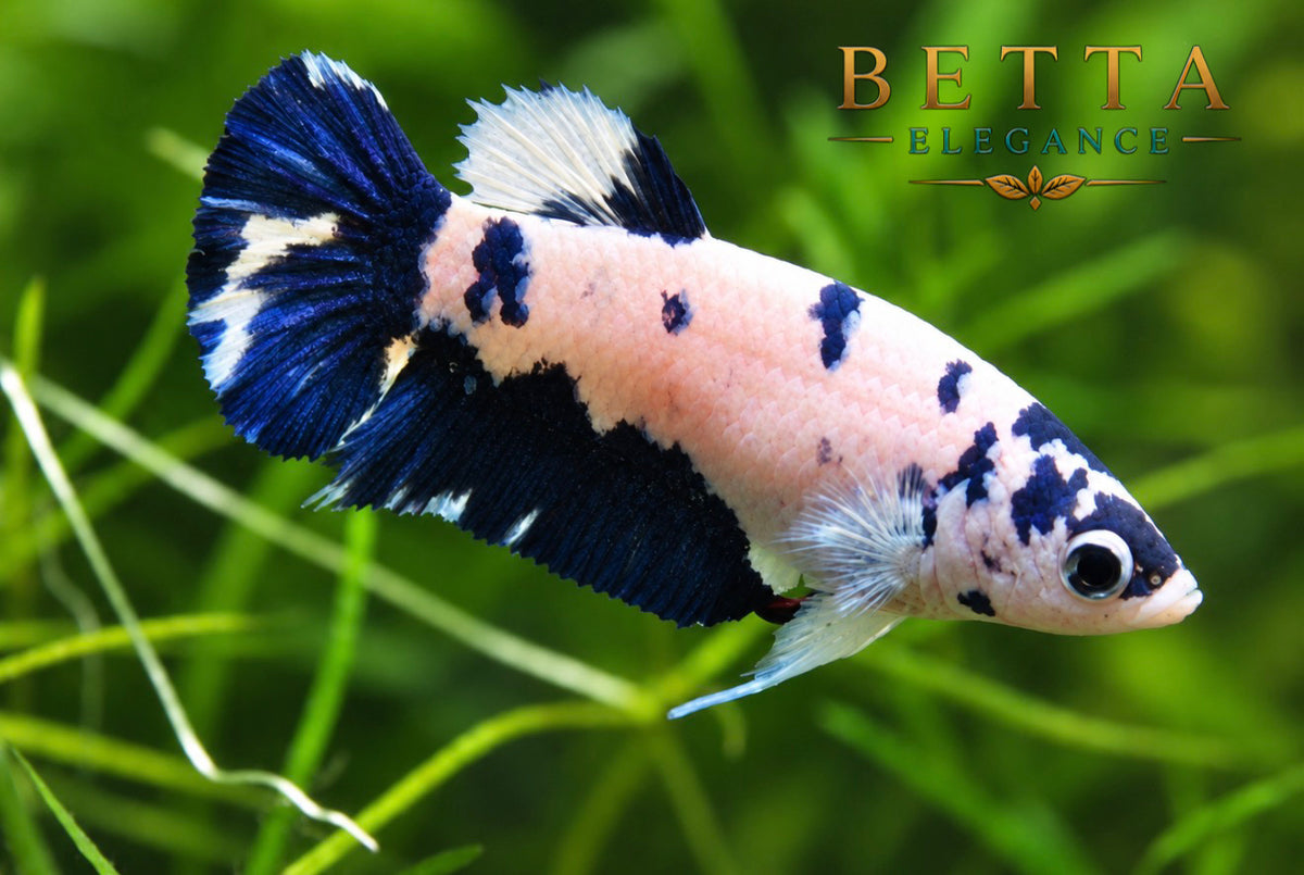 LIVE FEMALE BETTA / MARBLE BLUE RIM MILK COW HMPK #FM1104