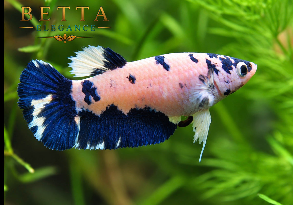 LIVE FEMALE BETTA / MARBLE BLUE RIM MILK COW HMPK #FM1104