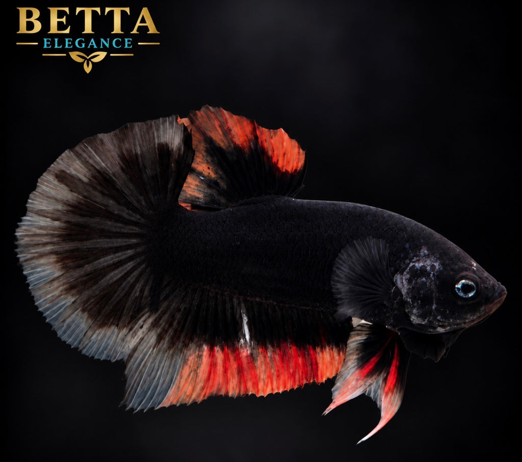LIVE MALE BETTA / BLACK LAVA BUTTERFLY HMPK #ML1245