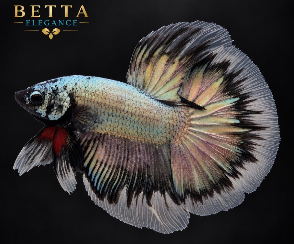LIVE MALE BETTA / BLACK COPPER HALFMOON #ML1231