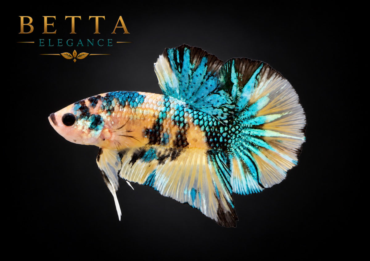 LIVE MALE BETTA / YELLOW FANCY HMPK #ML1210