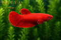 LIVE FEMALE BETTA / SUPER RED HMPK #FM1111