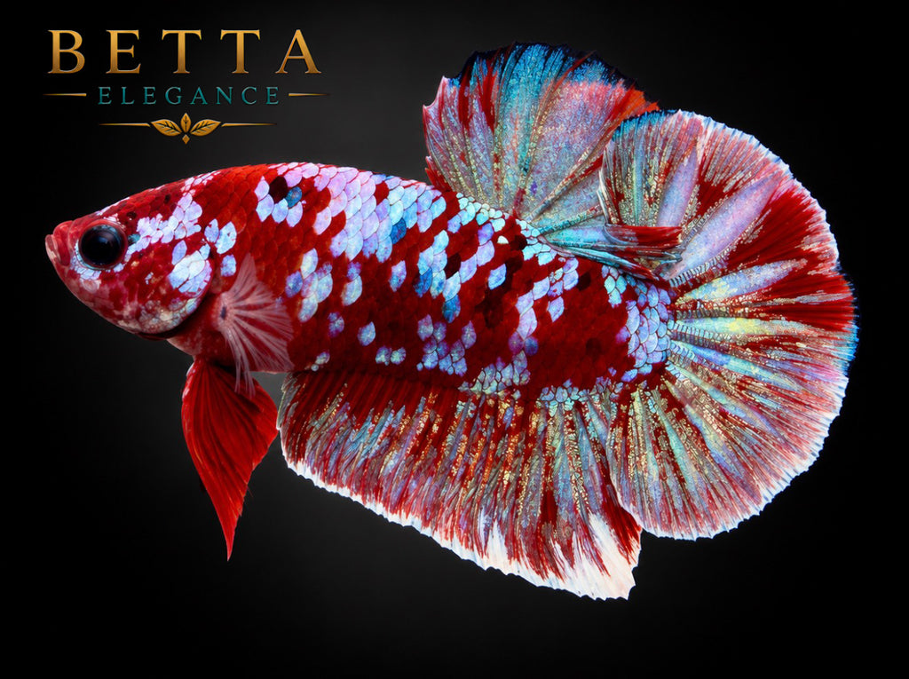 LIVE MALE BETTA / RED GALAXY KOI HMPK #ML1213