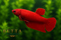 LIVE FEMALE BETTA / SUPER RED HMPK #FM1112