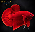 LIVE MALE BETTA / Super Red HMPK #ML1242