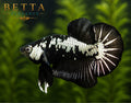LIVE MALE BETTA / BLACK SAMURAI HMPK #ML0980