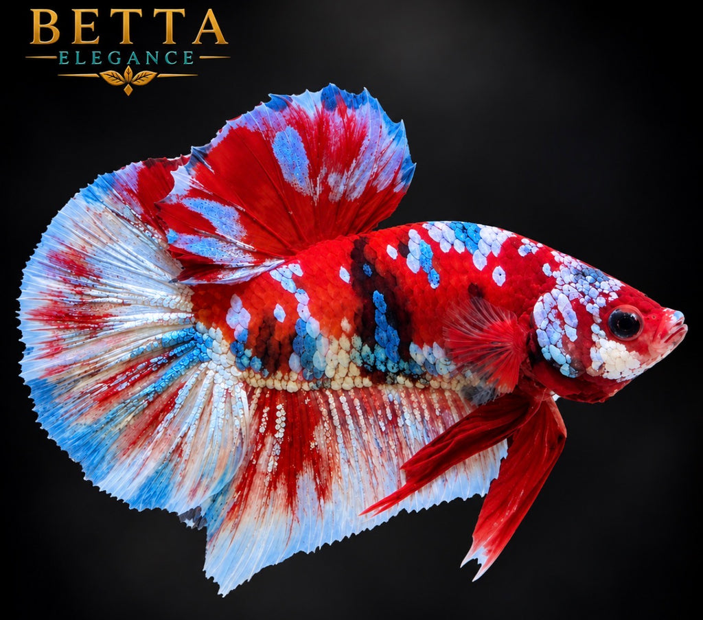 LIVE MALE BETTA / RED GALAXY HMPK #ML1241