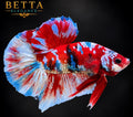 LIVE MALE BETTA / RED GALAXY HMPK #ML1241