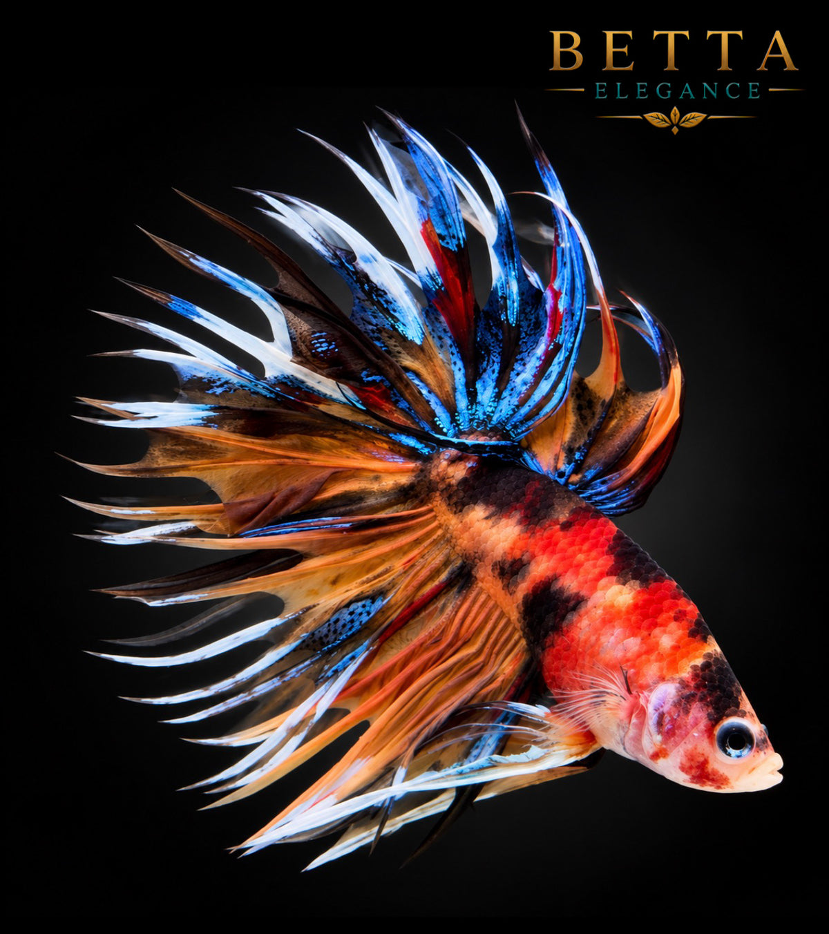 LIVE MALE BETTA / NEMO GALAXY CROWNTAIL #ML1211