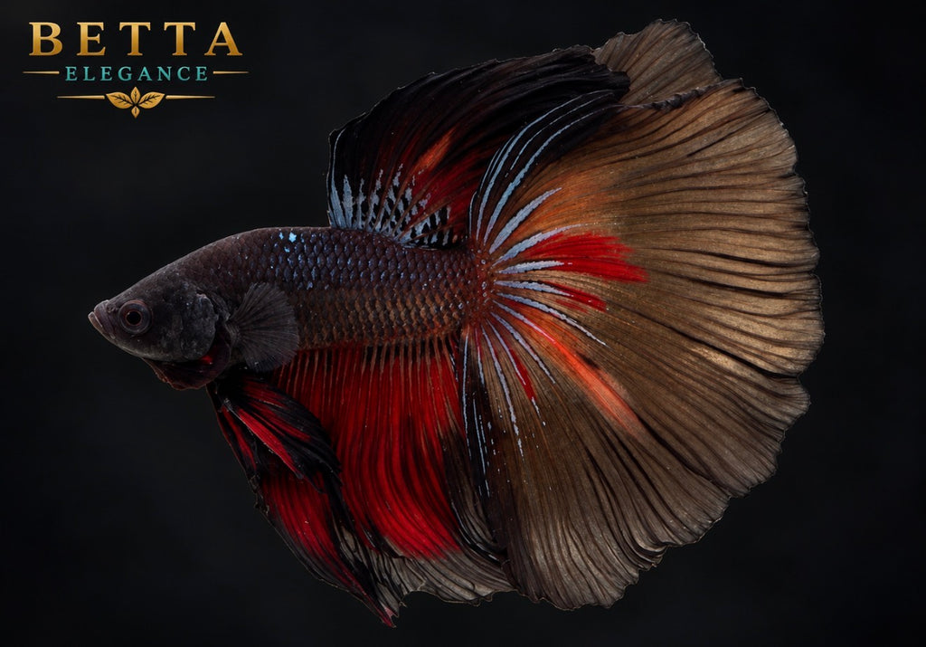 LIVE MALE BETTA / BLACK AVATAR HALFMOON #ML1229