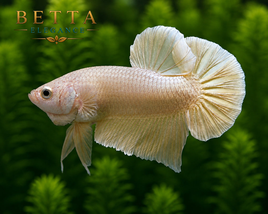 LIVE MALE BETTA / SUPER GOLD HMPK #ML0852