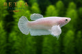 LIVE FEMALE BETTA / PLATINUM DUMBO HMPK #FM986