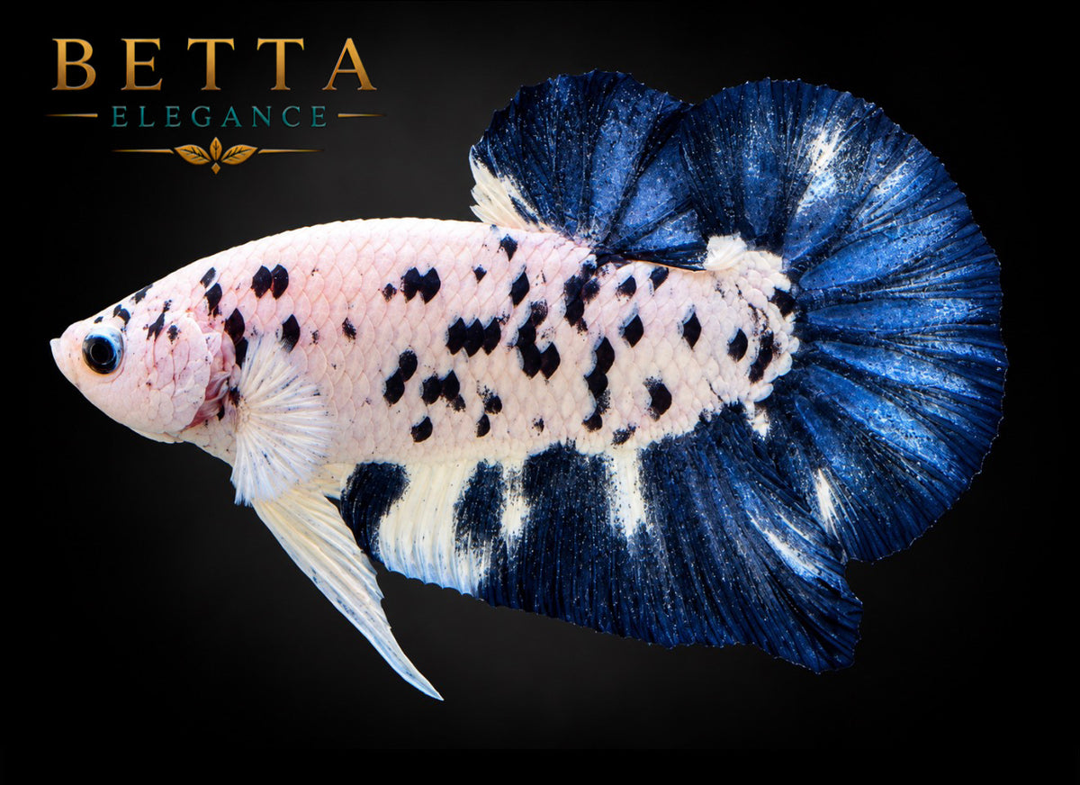 LIVE MALE BETTA / BLUE RIM MILK COW HMPK #ML1214