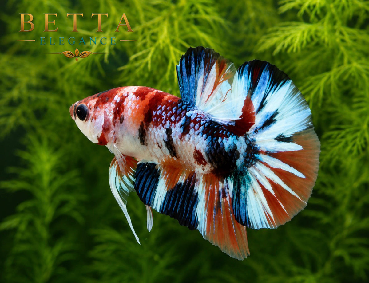 LIVE MALE BETTA / NEMO GALAXY METALLIC HMPK #ML1205
