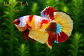 LIVE MALE BETTA / NEMO CANDY GALAXY HMPK #ML0860