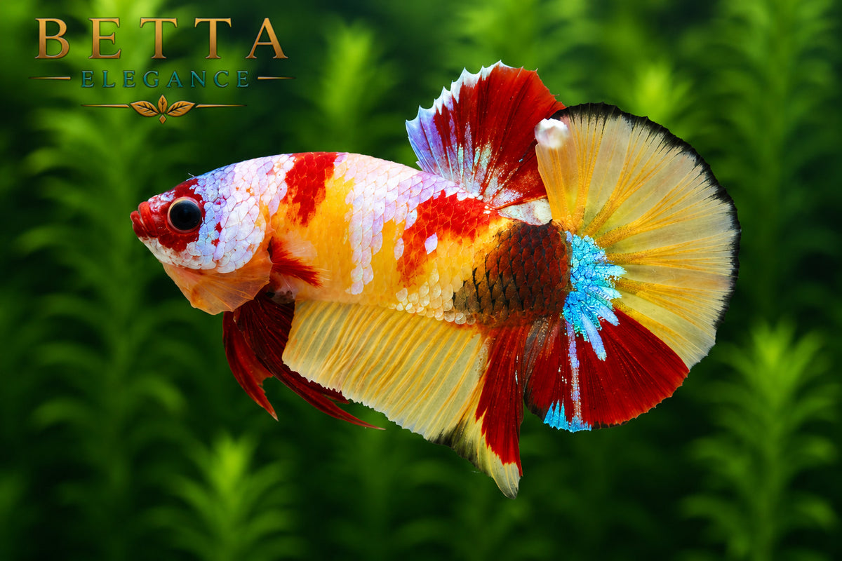 LIVE MALE BETTA / NEMO CANDY GALAXY HMPK #ML0860