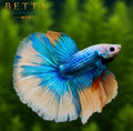 LIVE MALE BETTA / GRIZZLE HALFMOON #ML1009