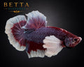 LIVE MALE BETTA / LAVENDER DUMBO HMPK #ML1206
