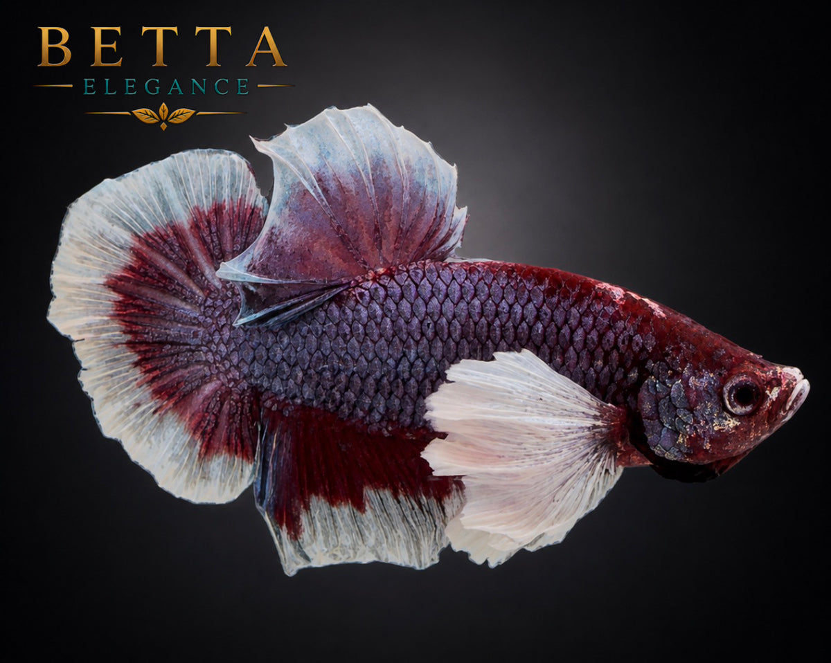 LIVE MALE BETTA / LAVENDER DUMBO HMPK #ML1206