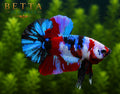 LIVE MALE BETTA / RED GALAXY KOI HMPK #ML0990