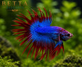 MALE LIVE BETTA / GRIZZLE CROWNTAIL #ML1001