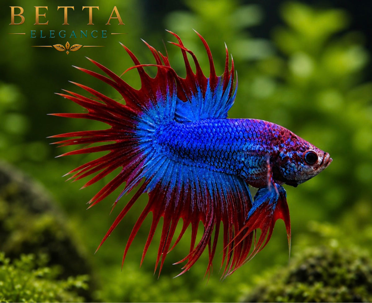 MALE LIVE BETTA / GRIZZLE CROWNTAIL #ML1001