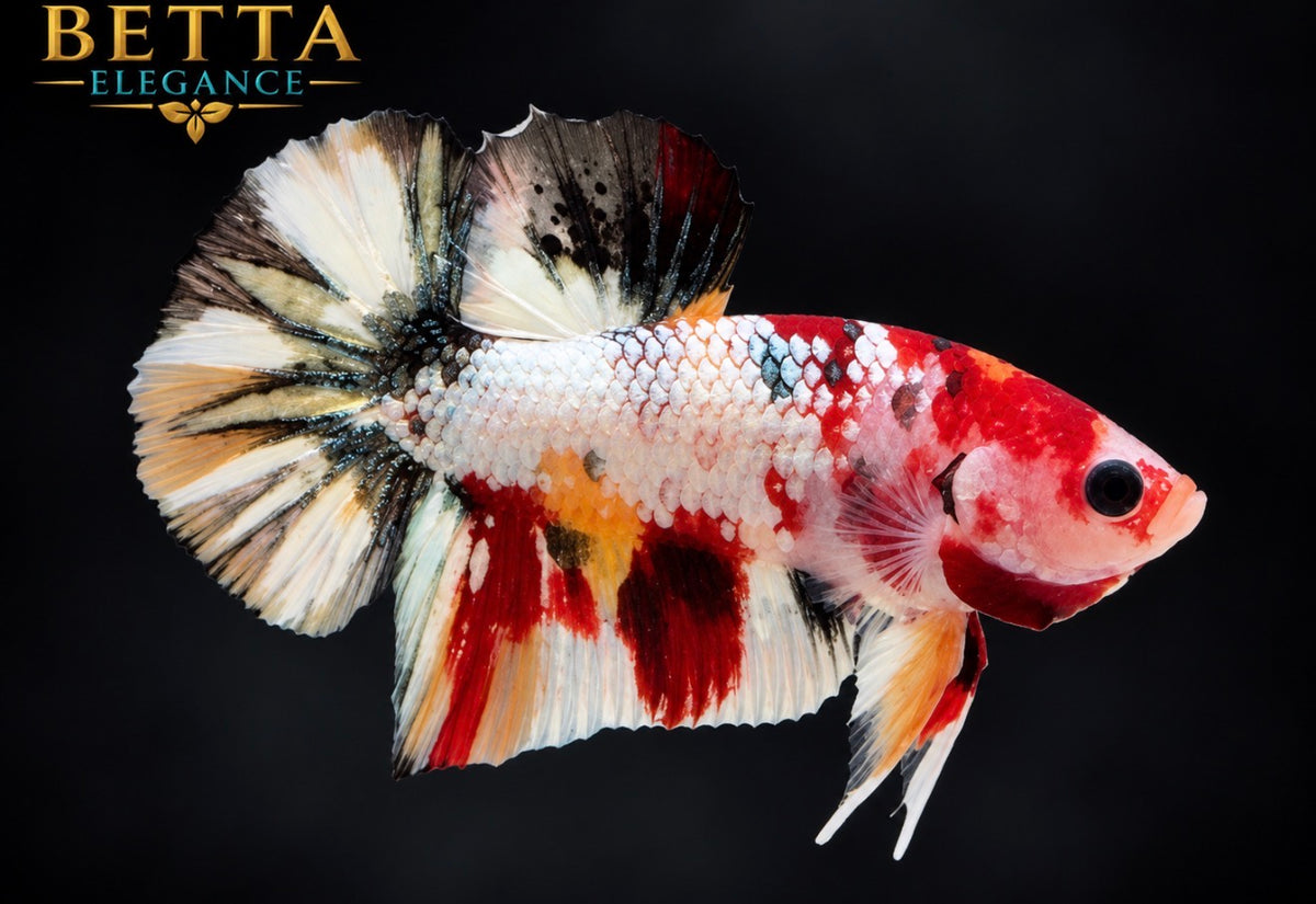 LIVE MALE BETTA / NEMO GALAXY METALLIC HMPK #ML1243
