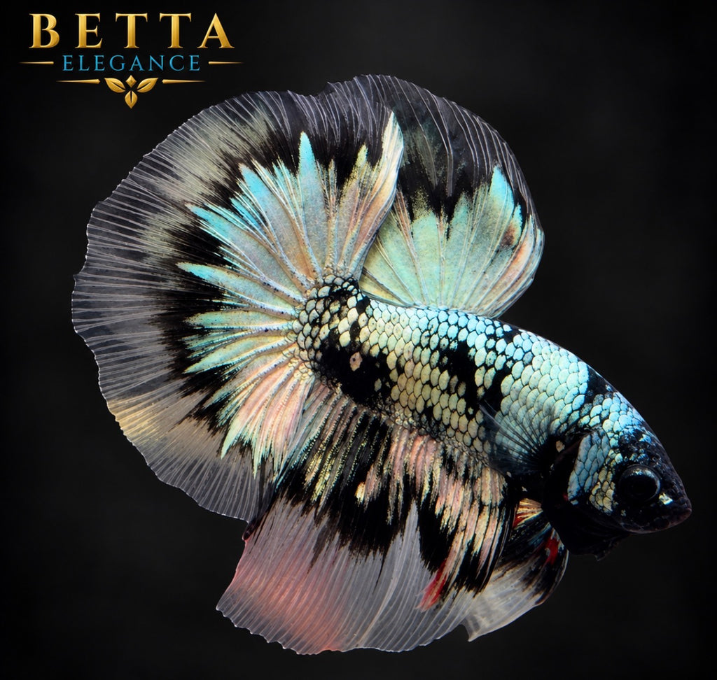 LIVE MALE BETTA / BLACK COPPER HALFMOON #ML1233