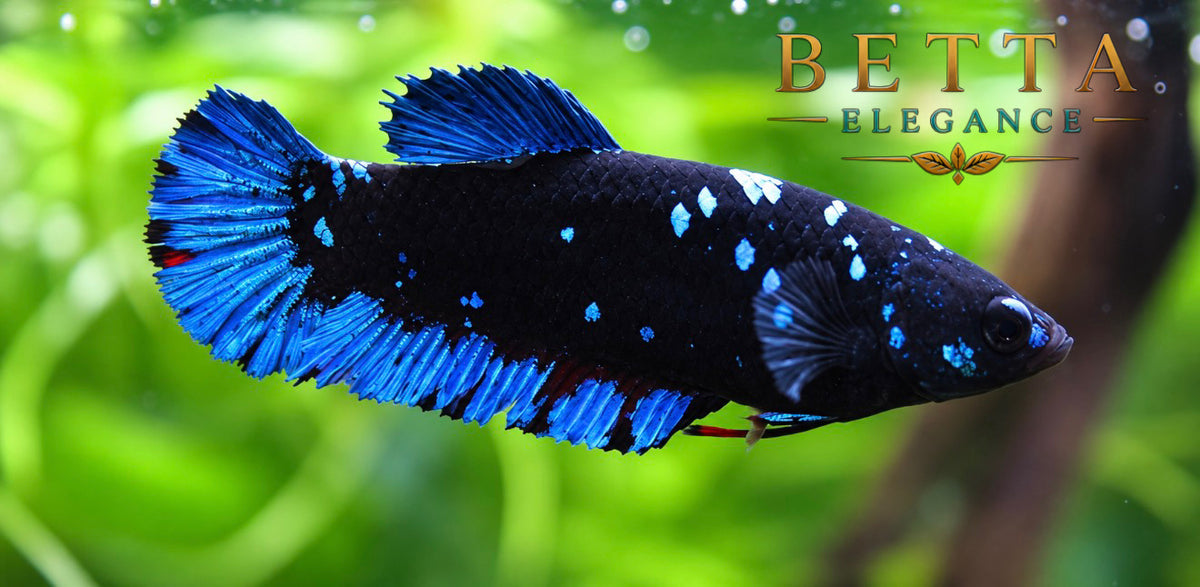 LIVE FEMALE BETTA / BLACK BLUE GALAXY HMPK #FM1120