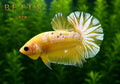 EXOTIC LIVE MALE BETTA / YELLOW FANCY STARTAIL HMPK #ML0863