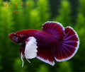 LIVE MALE BETTA / LAVENDER DUMBO HMPK #ML1007