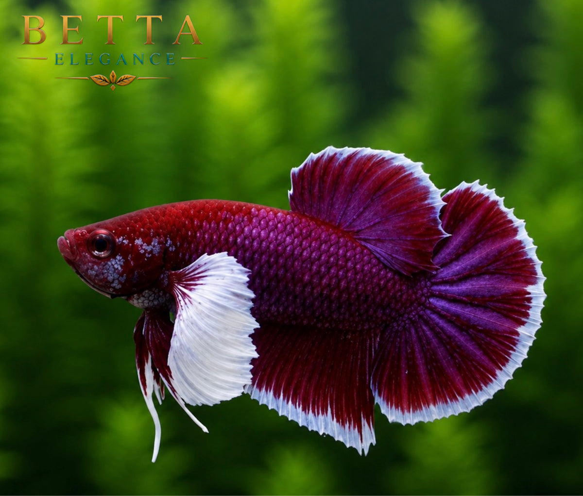 LIVE MALE BETTA / LAVENDER DUMBO HMPK #ML1007