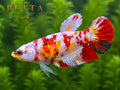 LIVE FEMALE BETTA / NEMO GALAXY HMPK #FM971