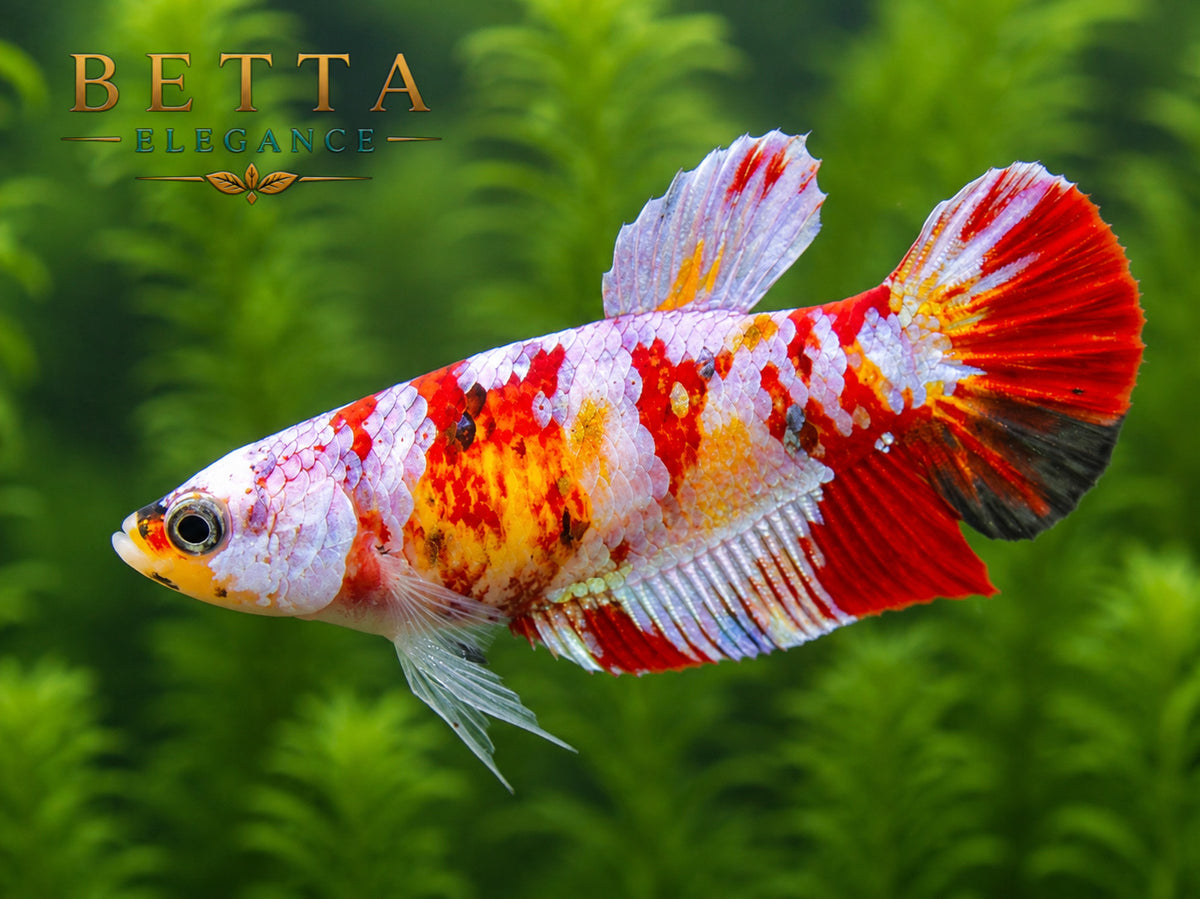 LIVE FEMALE BETTA / NEMO GALAXY HMPK #FM971