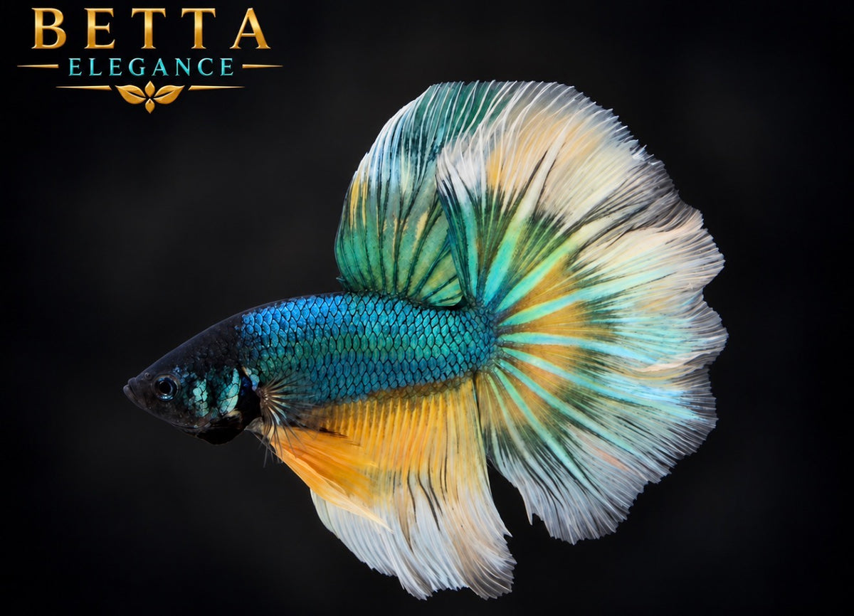 LIVE MALE BETTA / MUSTARD GAS BUTTERFLY HALFMOON #ML1222