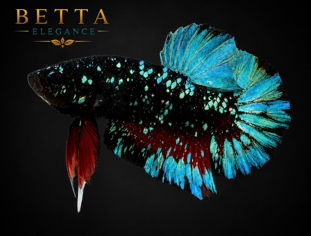 LIVE MALE BETTA / BLACK BLUE GALAXY AVATAR HMPK #ML1207