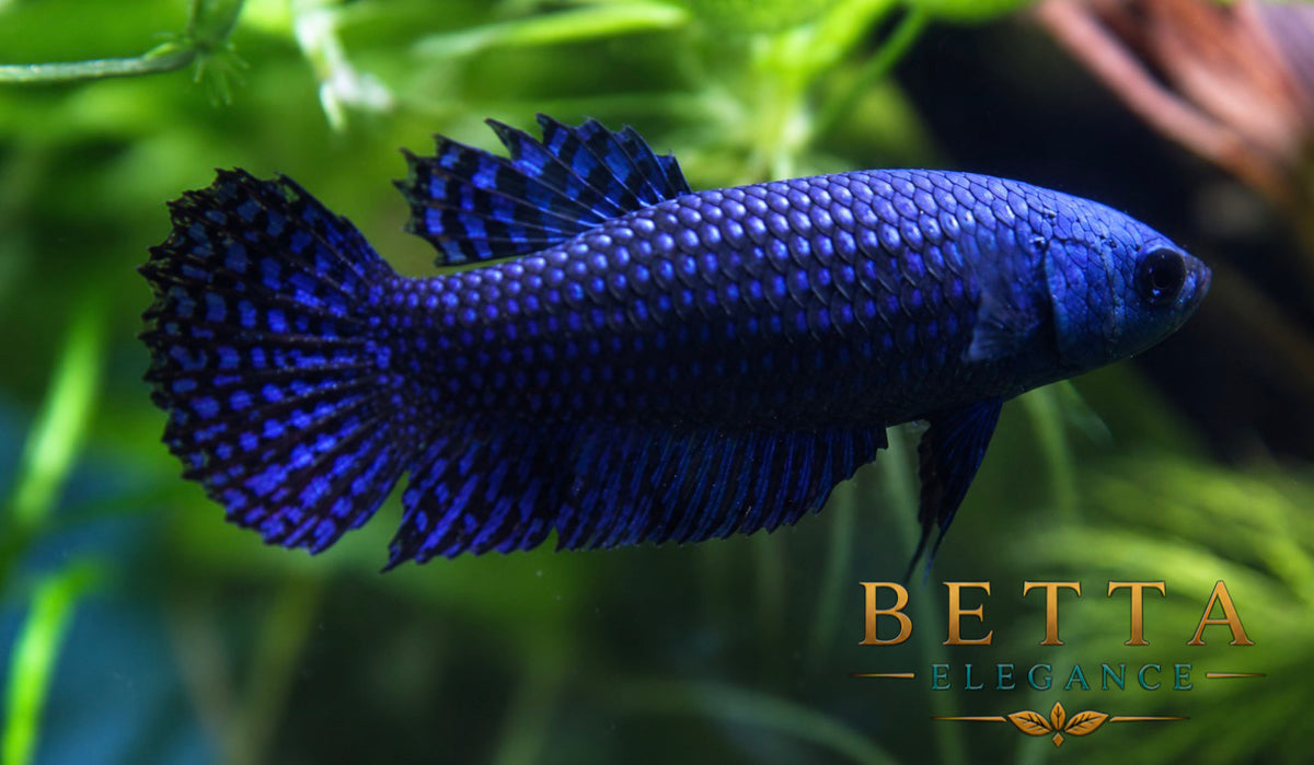LIVE FEMALE BETTA / BLUE ALIEN WILD #FM1115