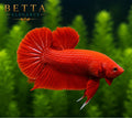 LIVE MALE BETTA / SUPER RED HMPK #ML1004